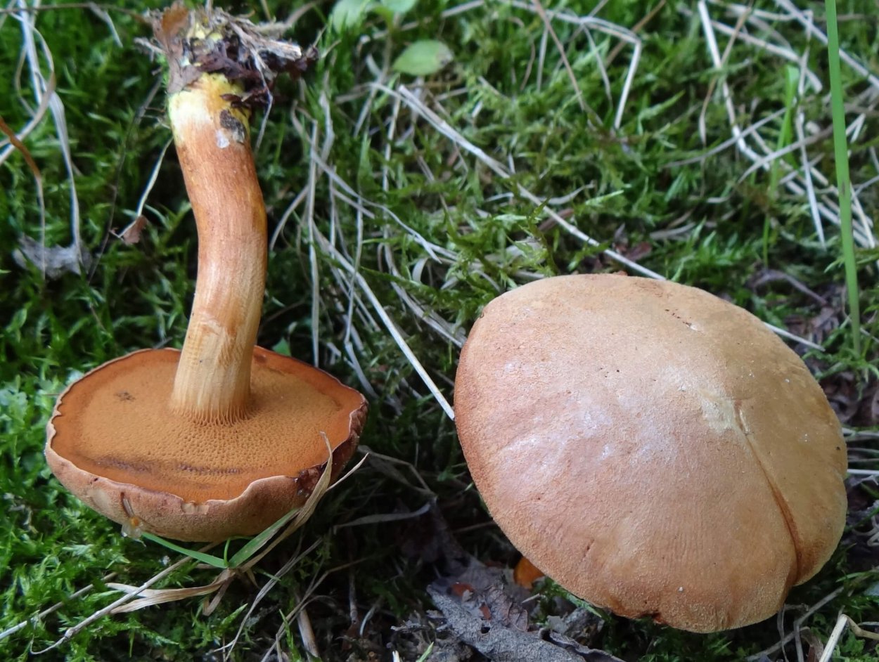 Перечный гриб Chalciporus piperatus