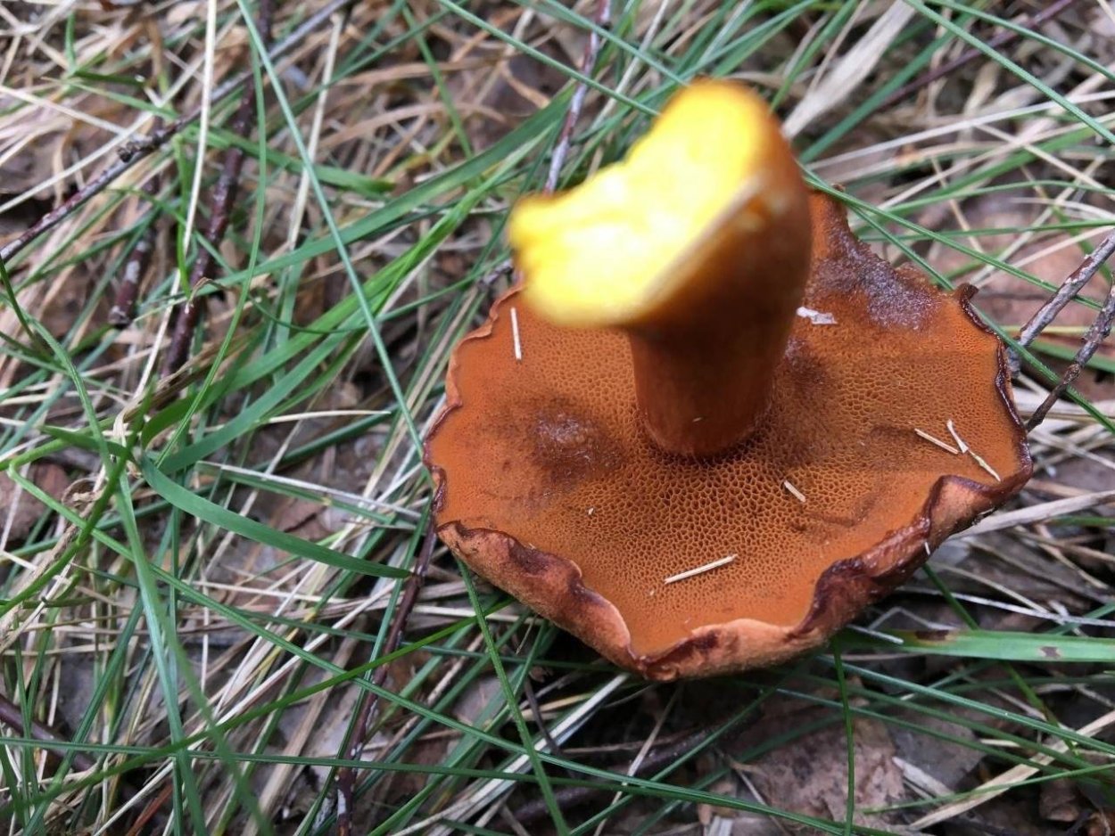 Гриб решеточник белый