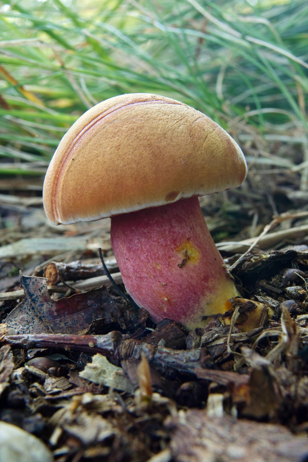 Перечный гриб рубиновый