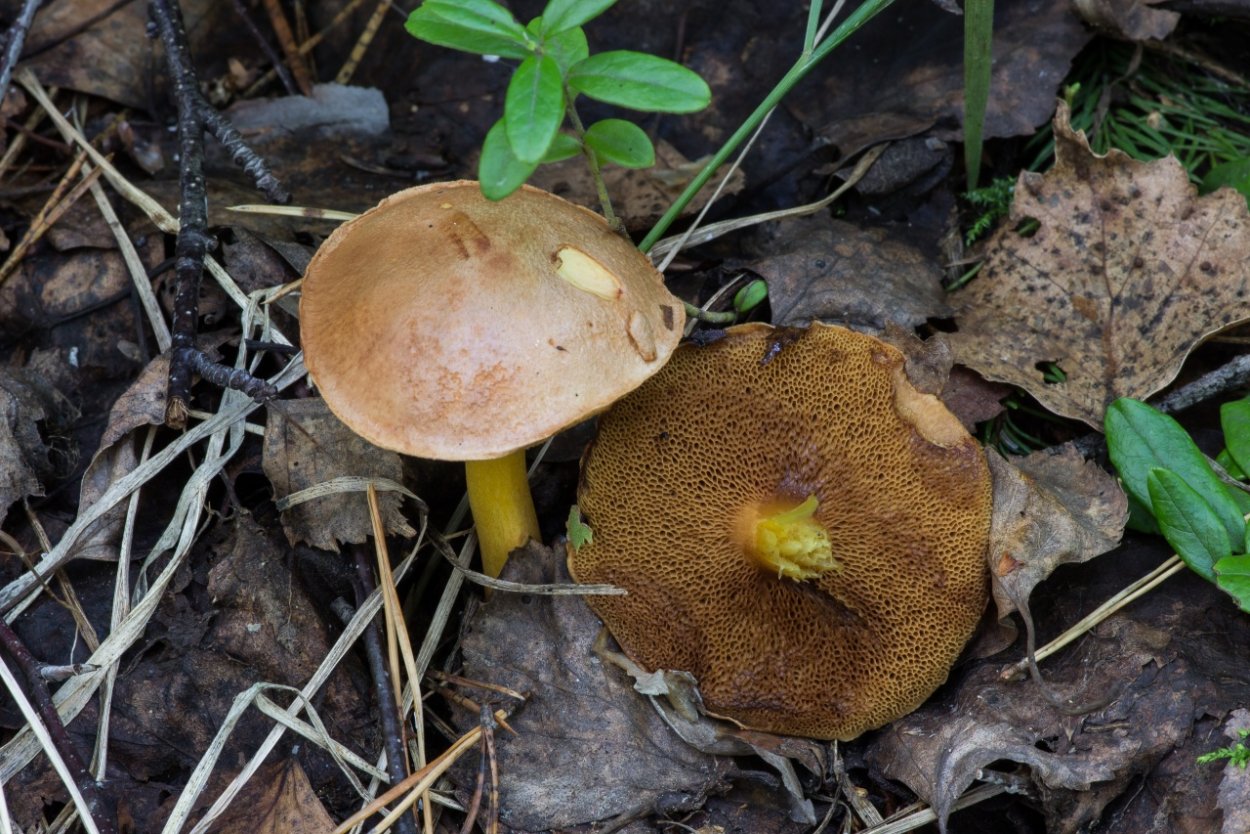 Моховик красный Hortiboletus rubellus