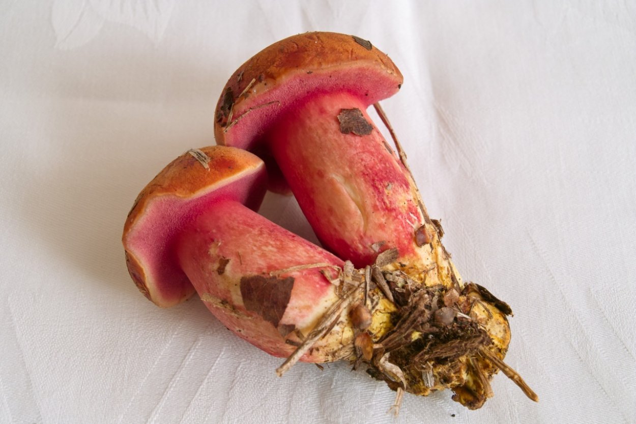 Рубиноболет рубиновый гриб