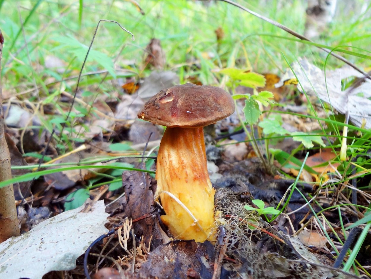 Моховик перечный гриб