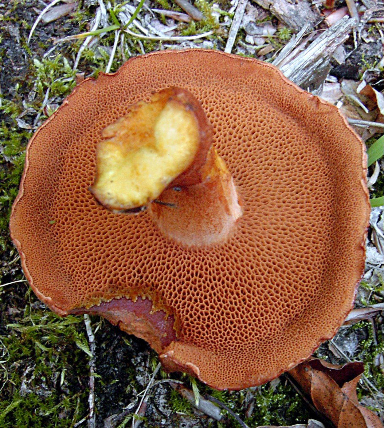 Моховик перечный