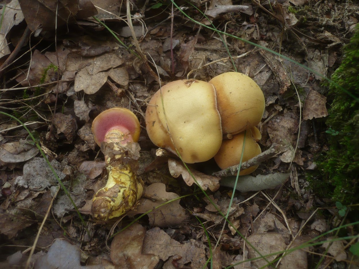 Моховик красный моховик красный