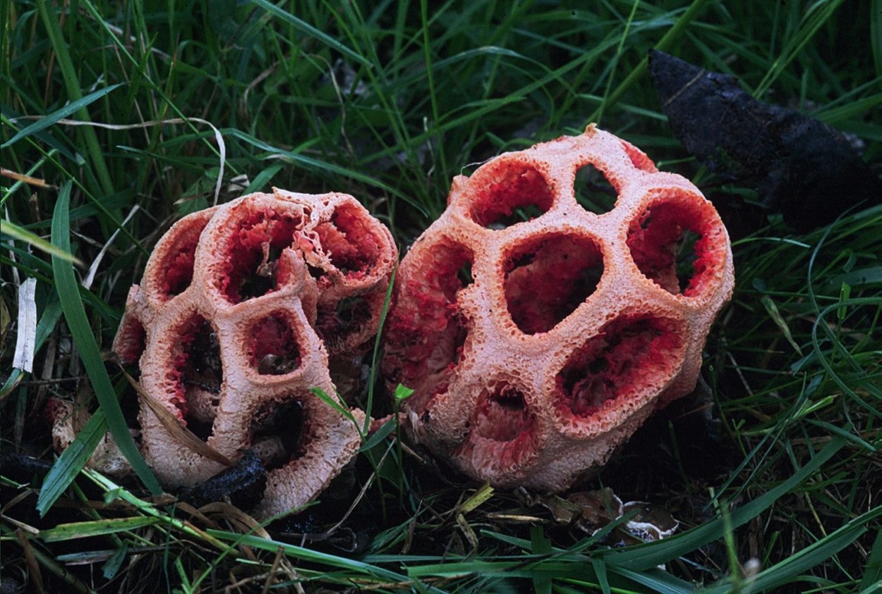 Перечный гриб готовка