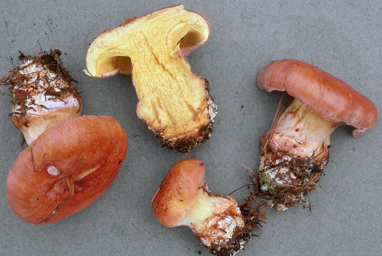 Моховик масленок перечный гриб