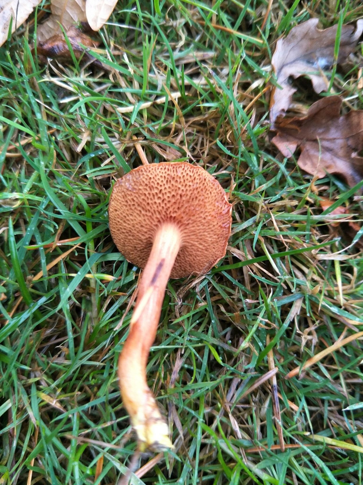 Масленок шляпка