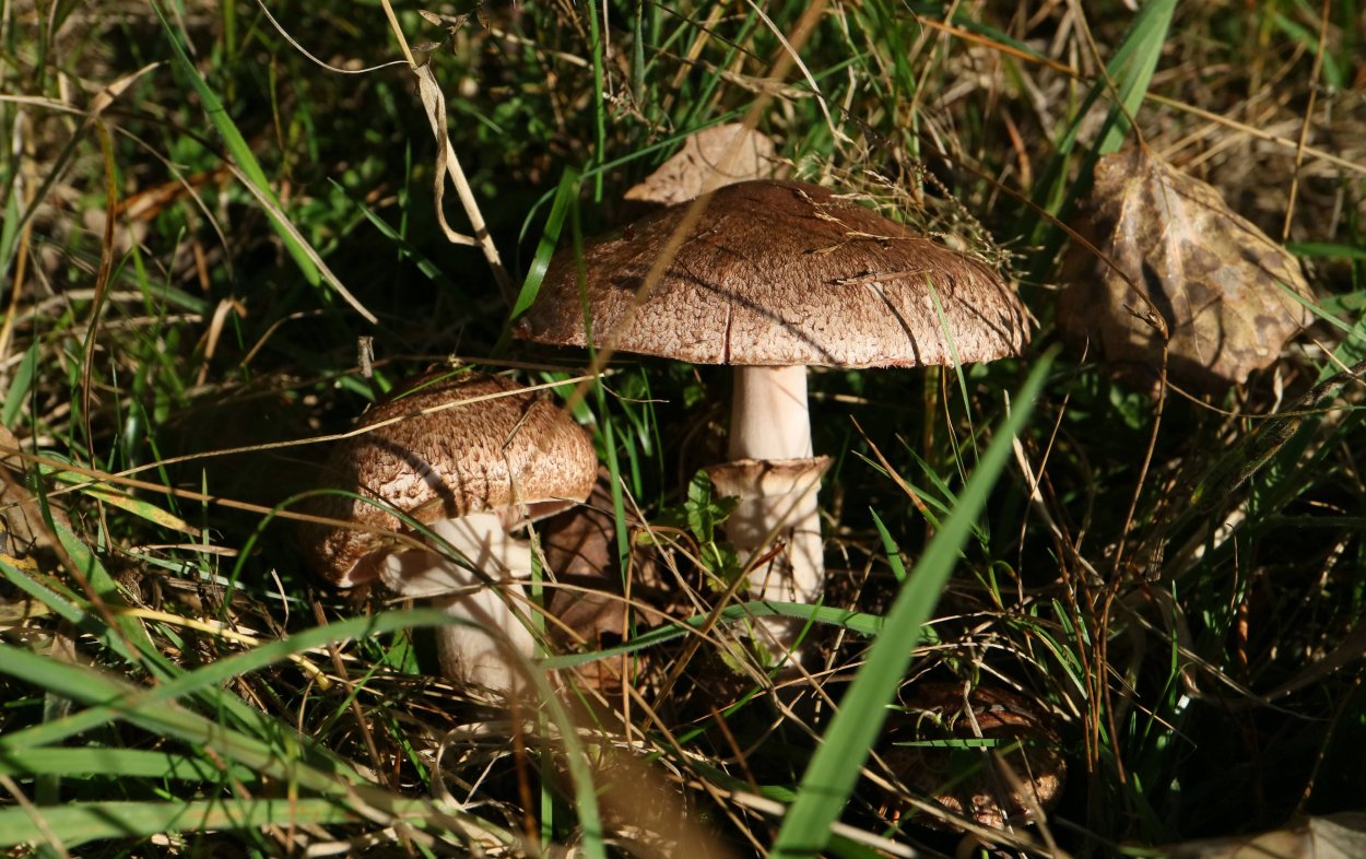 Шампиньон тротуарный