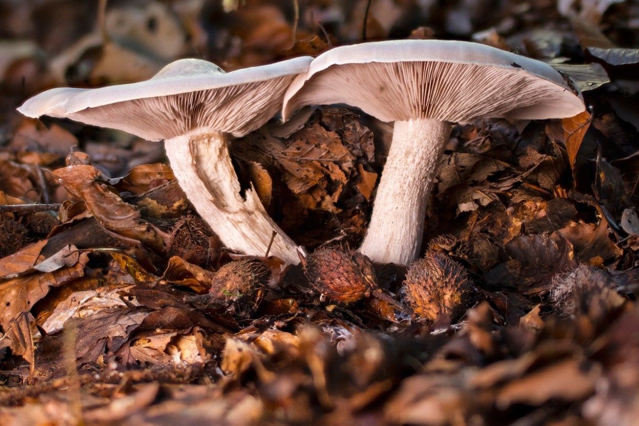 Гриб Agaricus Subrufescens