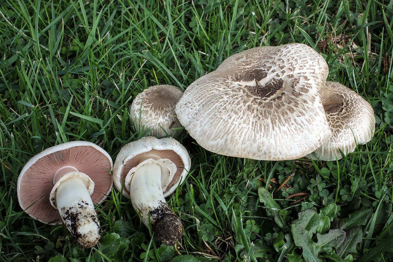 Agaricus impudicus гриб