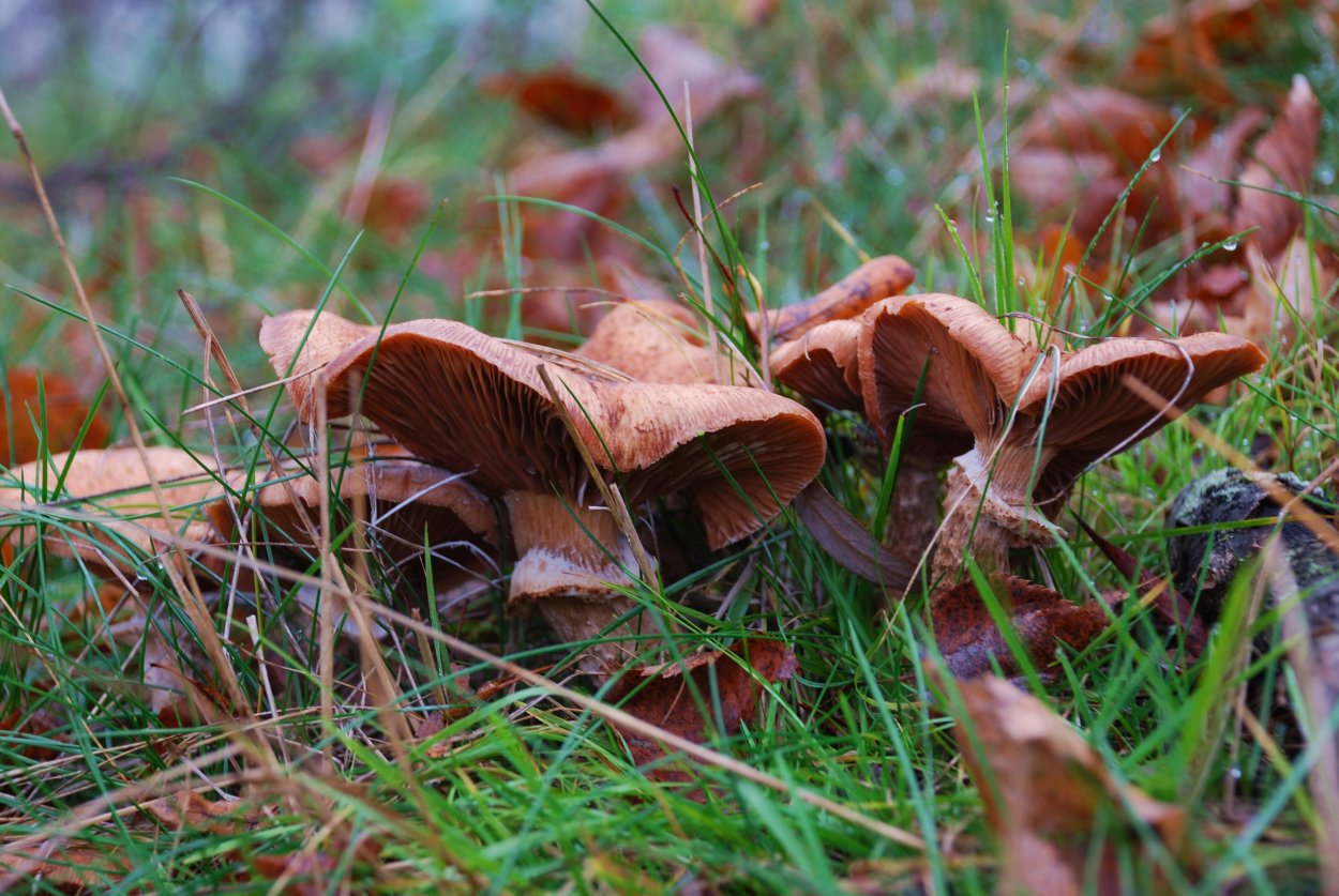 Грибы Эстетика