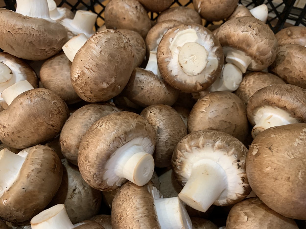 Шампиньон для детей