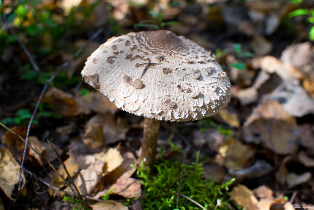 Гриб - зонтик пёстрый (Macrolepiota procera).
