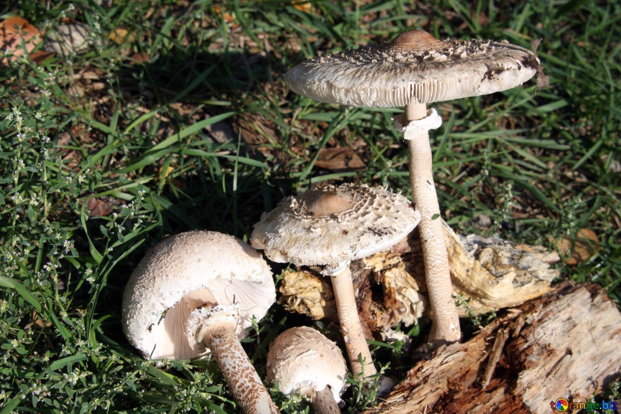 Лесной шампиньон зонтик