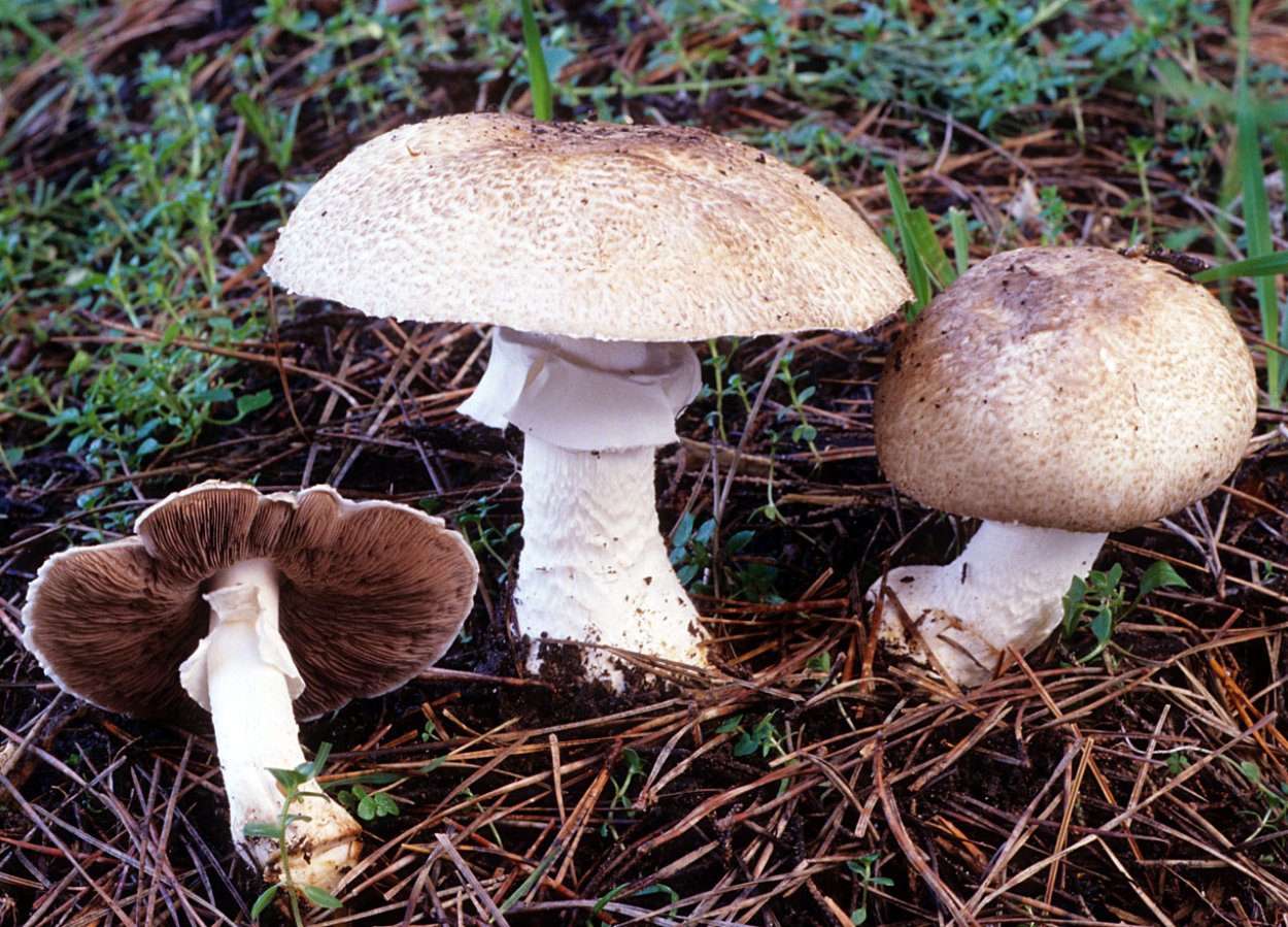 Шампиньон Луговой Agaricus Campestris