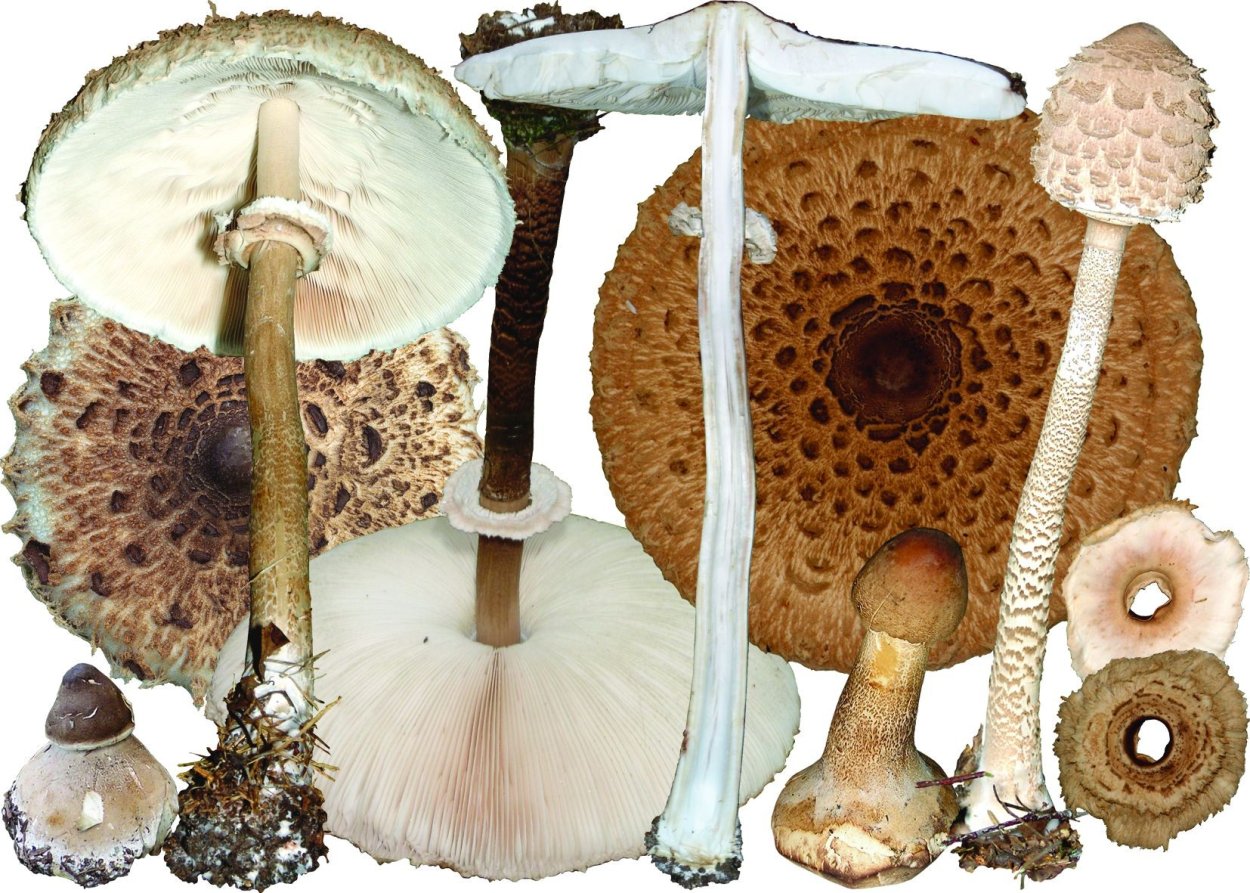 Macrolepiota procera – гриб зонтик высокий