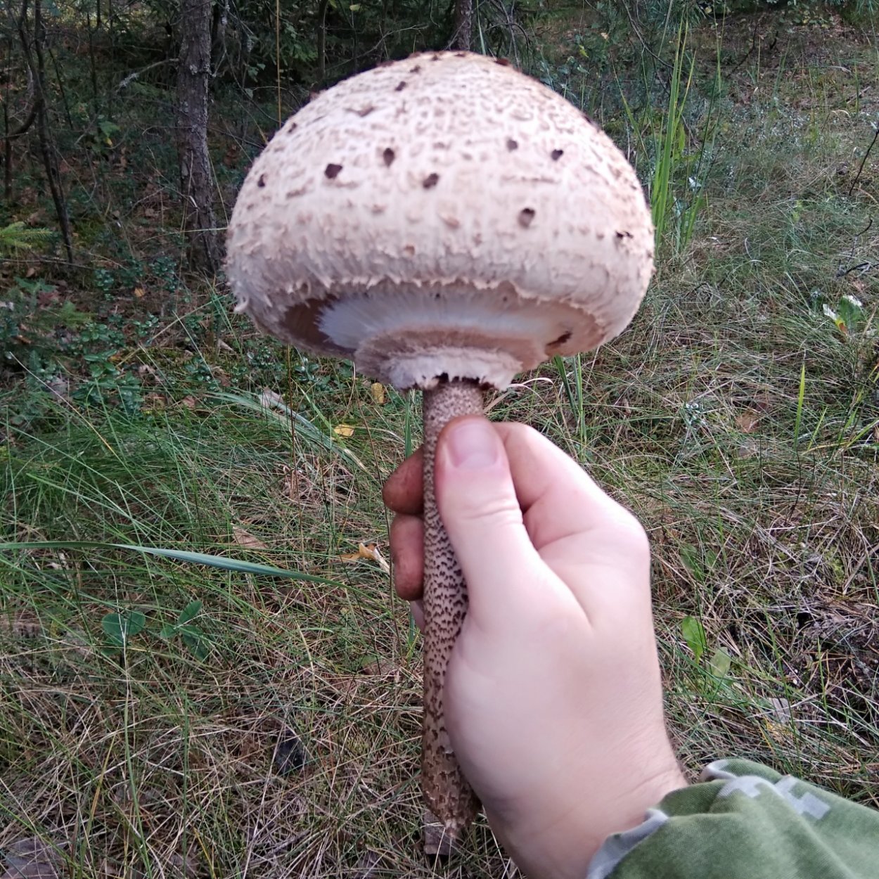 Зонтик пёстрый Macrolepiota procera