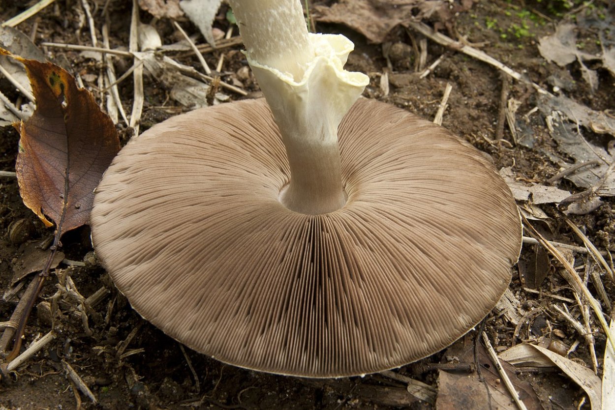 Печерица Луговой шампиньон