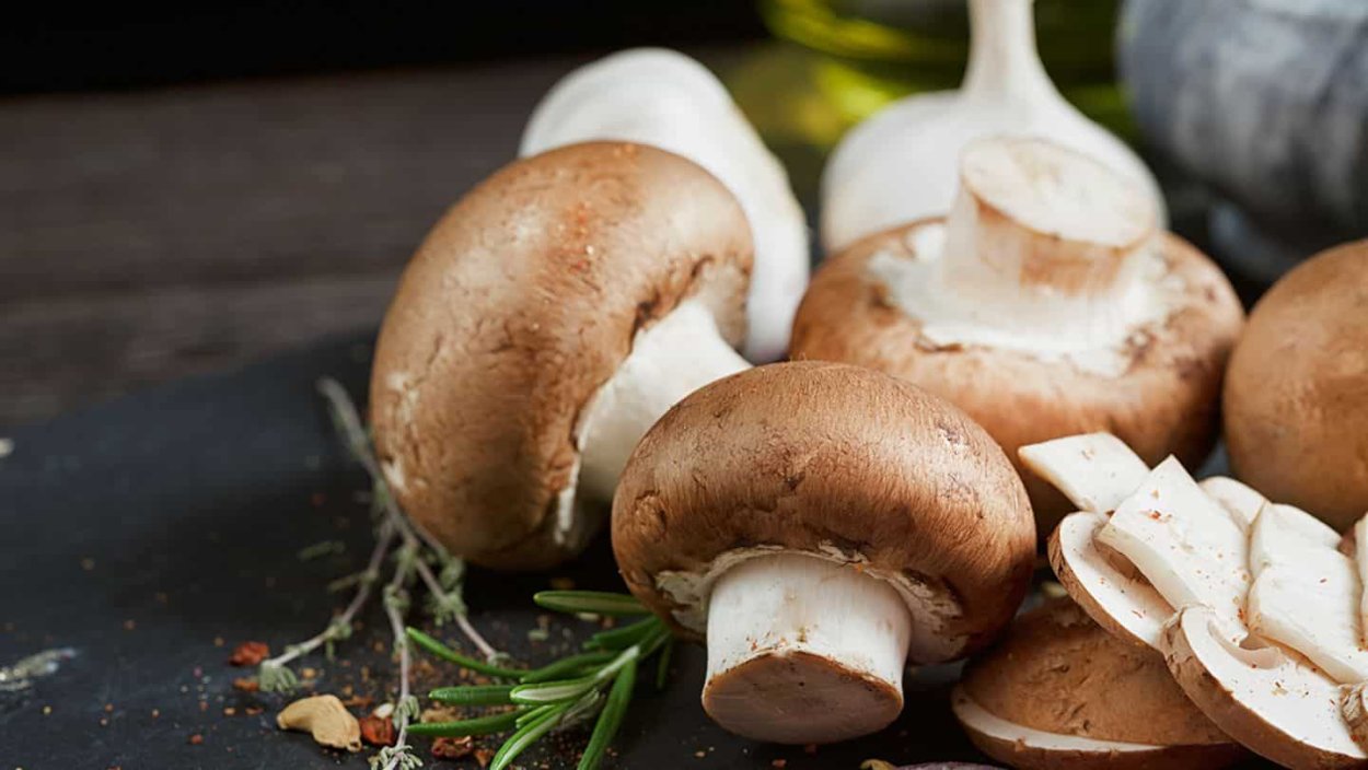 Шампиньон Луговой Agaricus Campestris