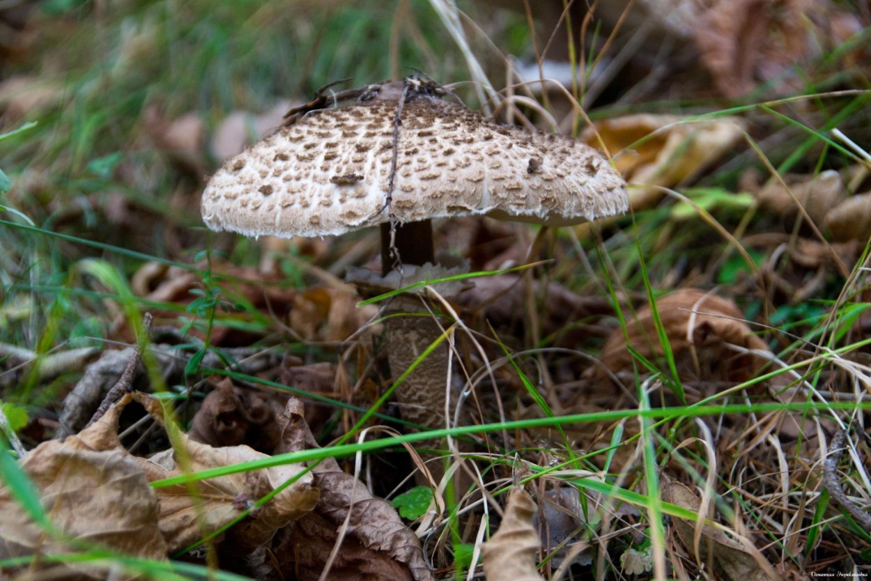 Грибы пестрый зонтик съедобные