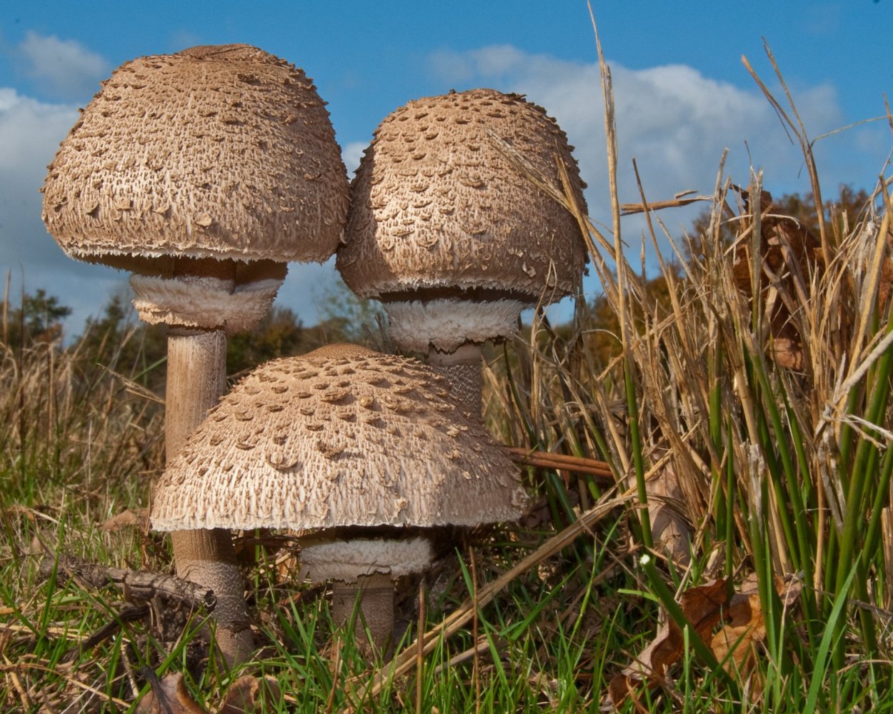 Macrolepiota procera гриб