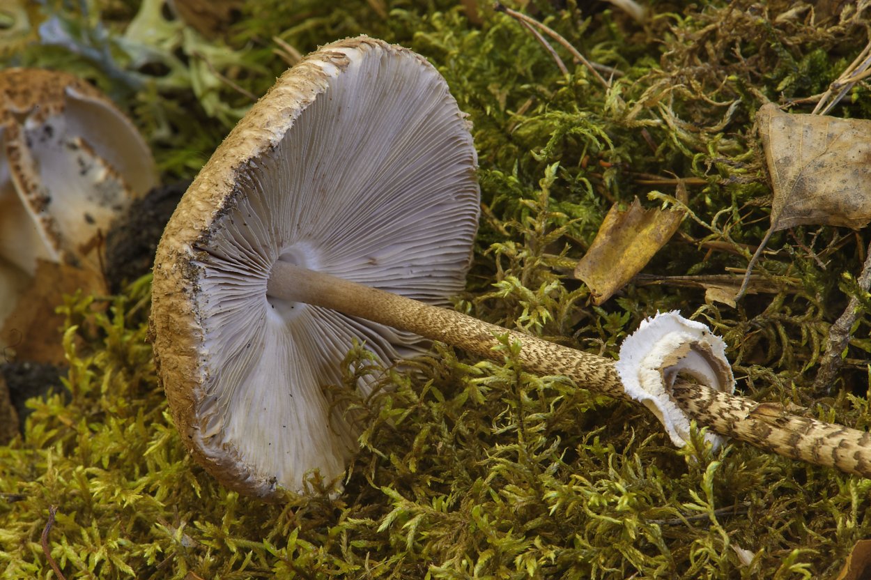 Macrolepiota dolichaula