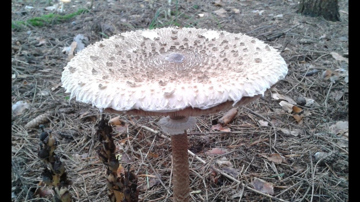 Зонтик пёстрый Macrolepiota procera