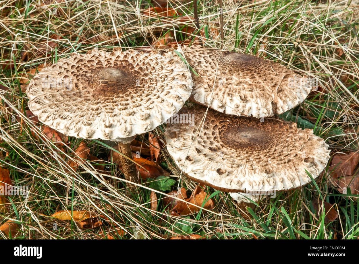 Грибы семейства шампиньоновых зонтики