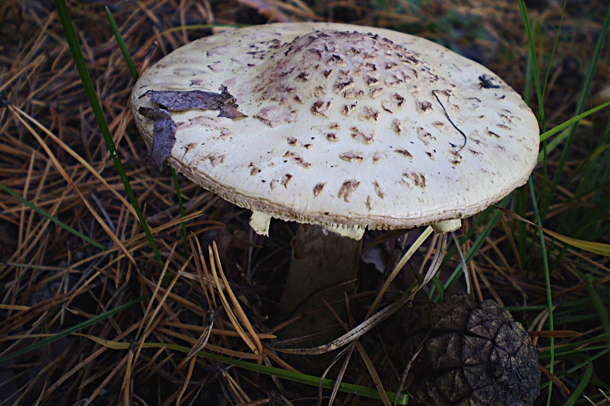 Гриб зонтик Саратовская область