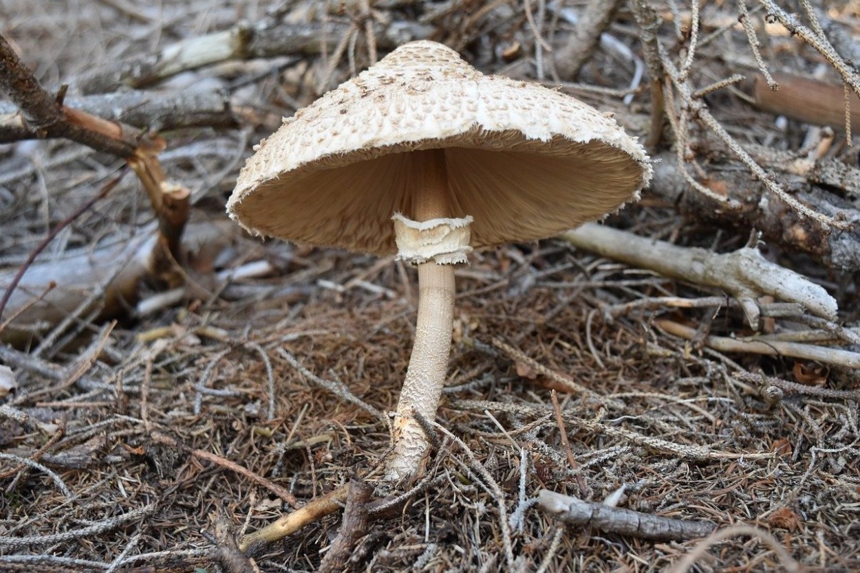 Macrolepiota procera гриб