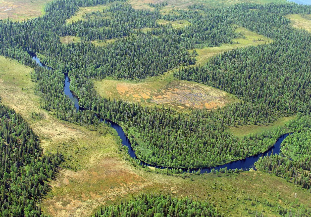 Таежная зона Сыктывкар