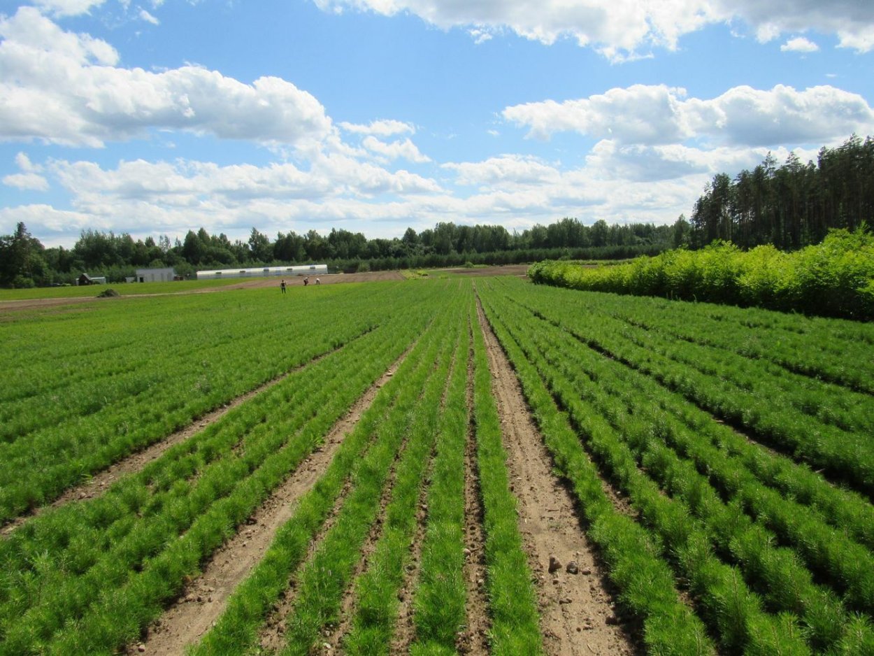 Полезащитные Лесные полосы