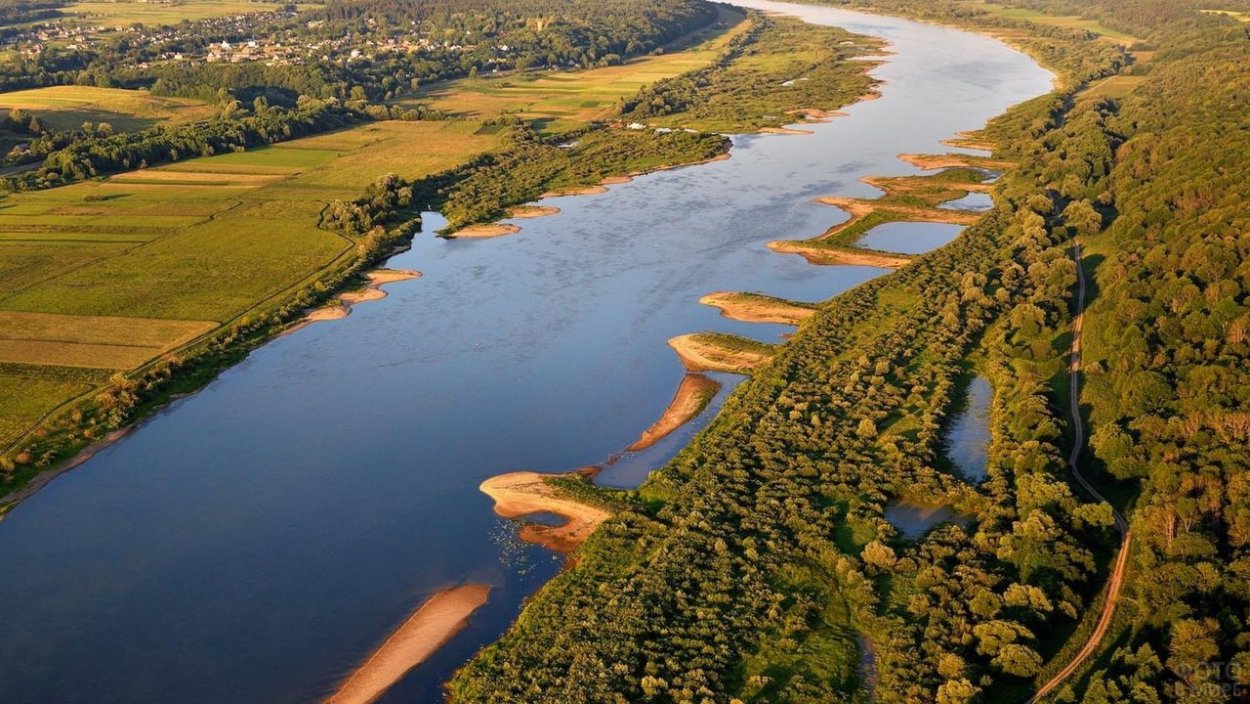 Лесовосстановление посадки сосны