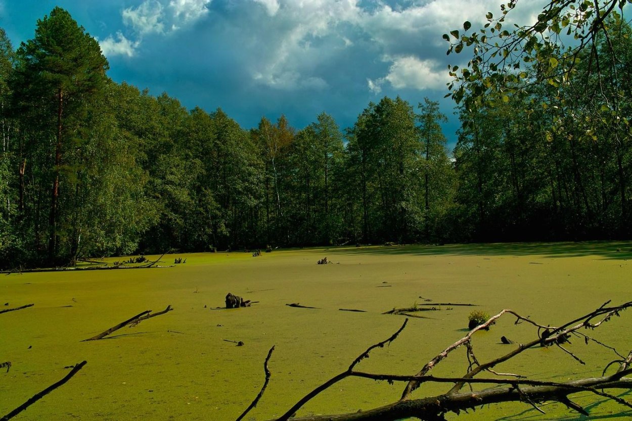 Лесной питомник сосны