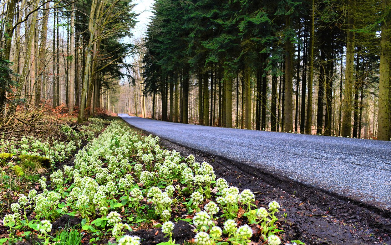 Природа Волгоградской области лесополоса