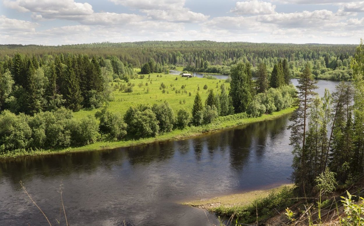 Схема посадки лесных насаждений