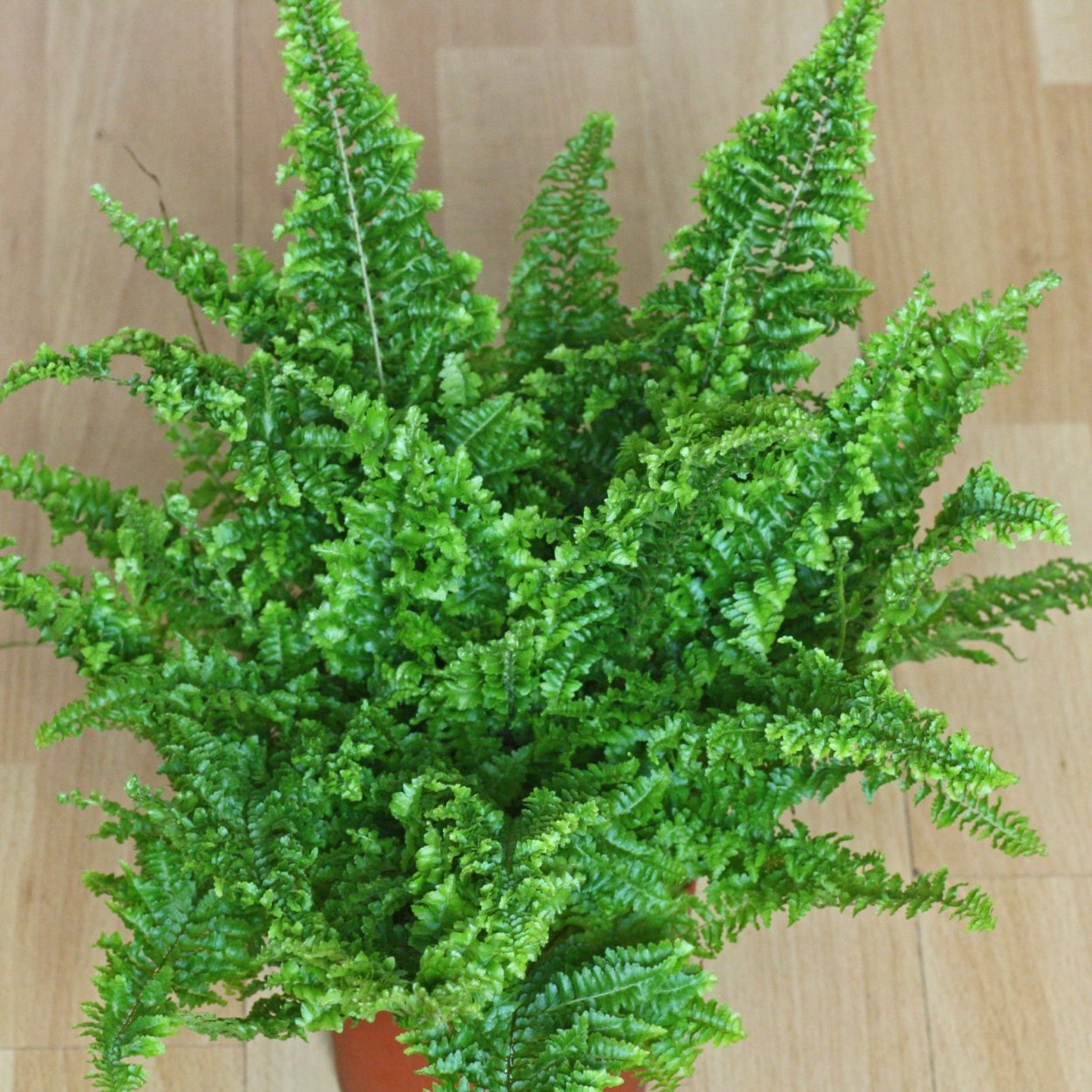 Нефролепис Баттерфляй