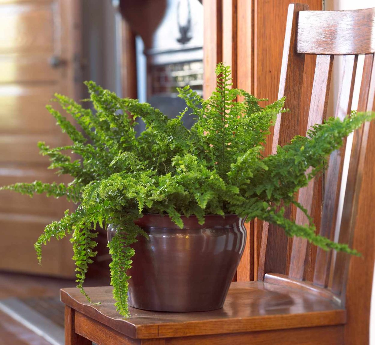 Папоротник нефролепис