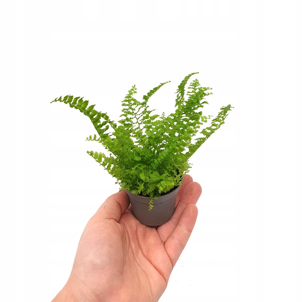 Нефролепис флаффи