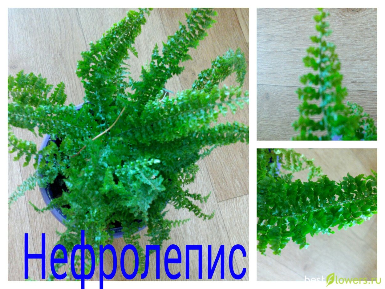 Цветок папоротника