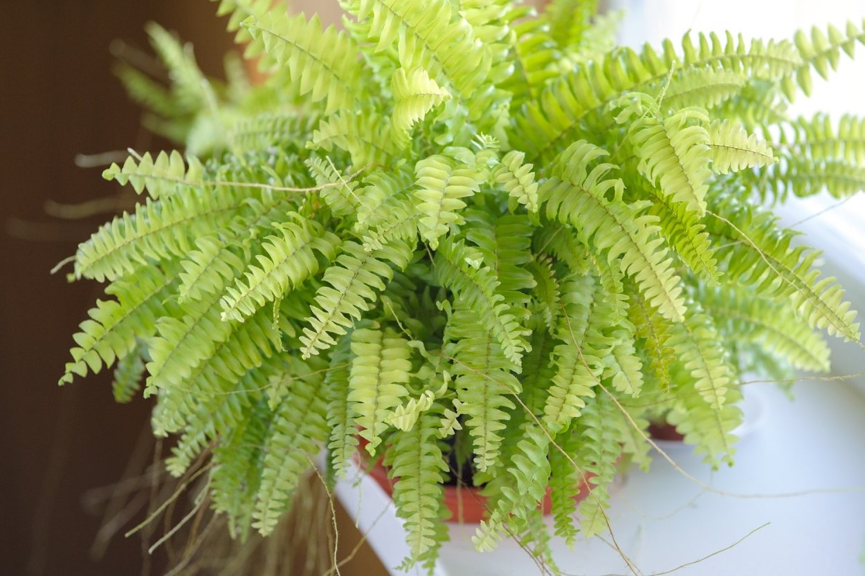 Папоротник флаффи Раффлз