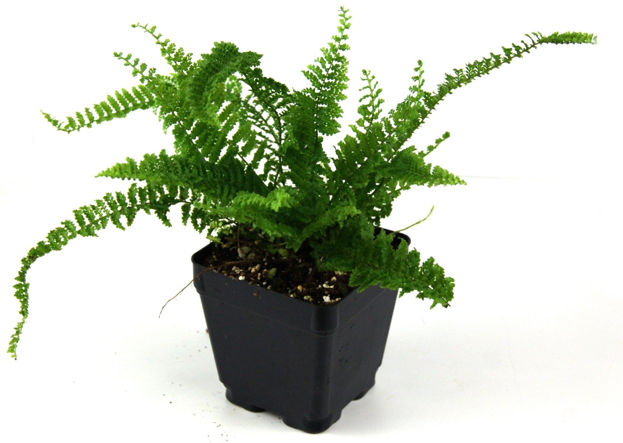 Нефролепис fluffy Ruffles