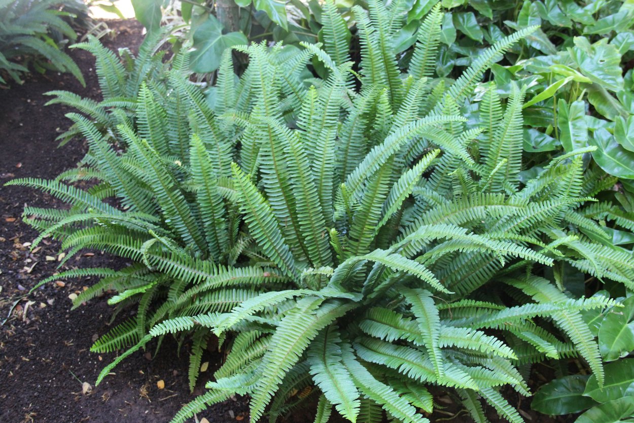 Папоротник нефролепис