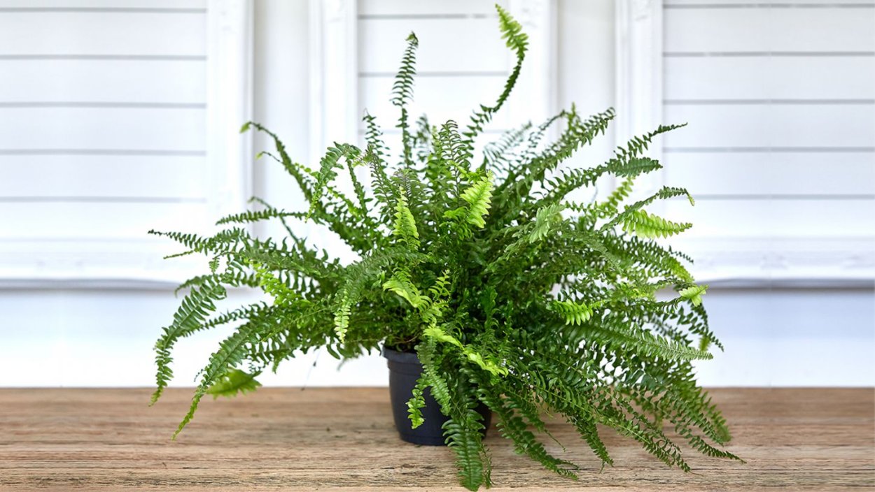 Папоротник нефролепис Глориоза