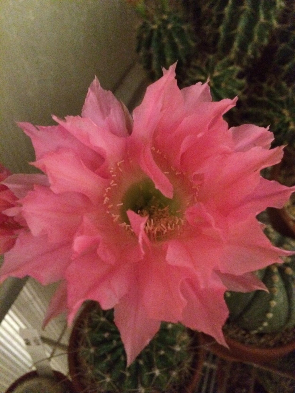 Флаффи Пафф и Дэн