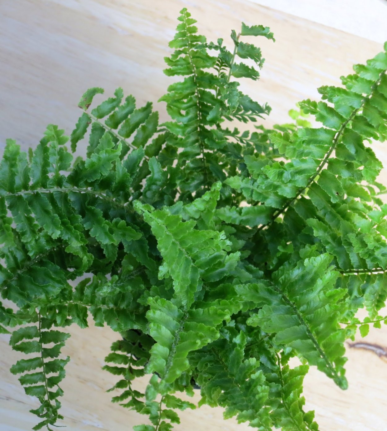 Нефролепис fluffy Ruffles