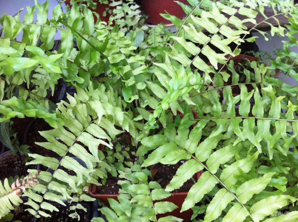 Нефролепис Мермайдтайл