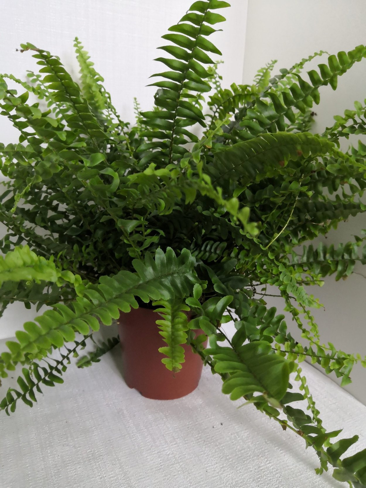 Нефролепис Соната