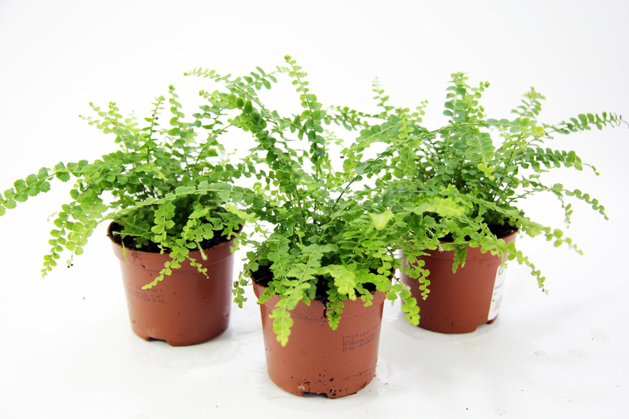 Папоротник thyrsopteris