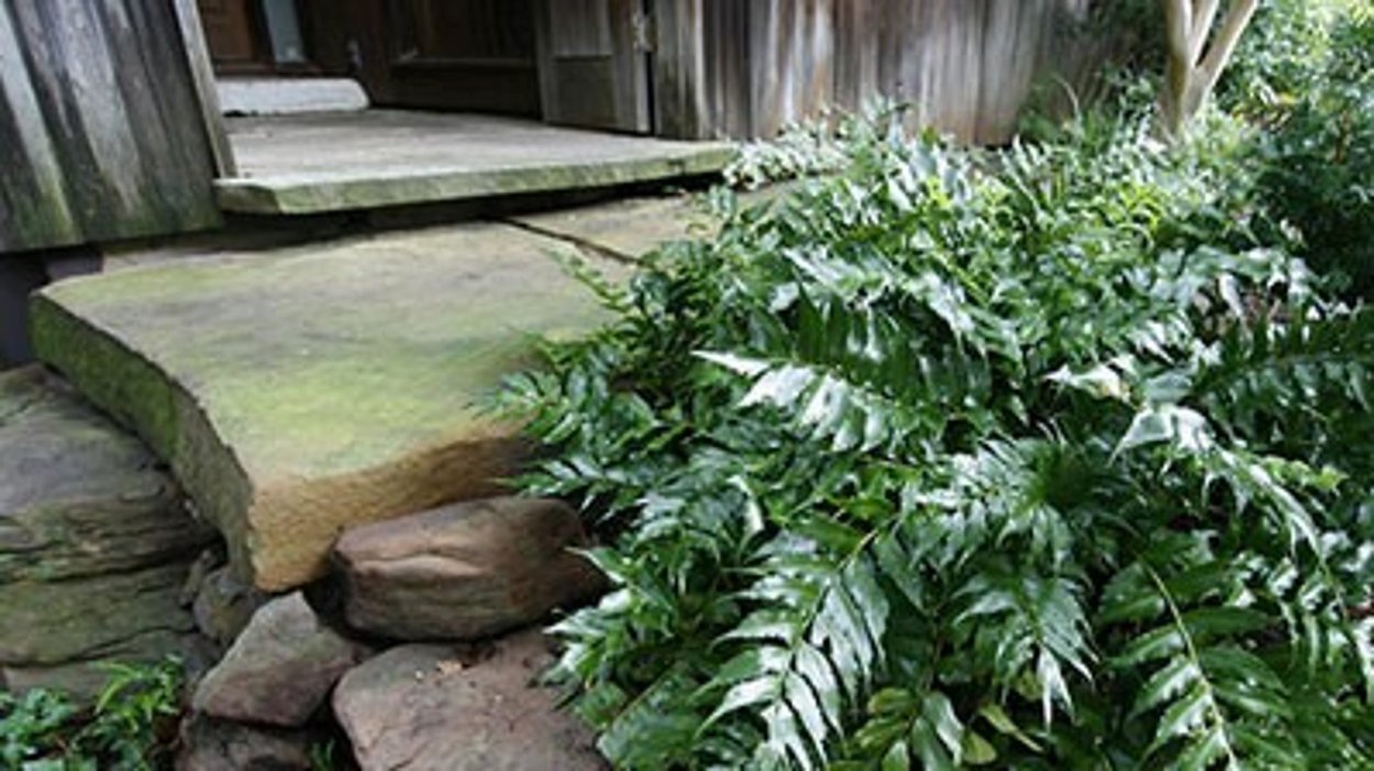 Флаффи Салливана